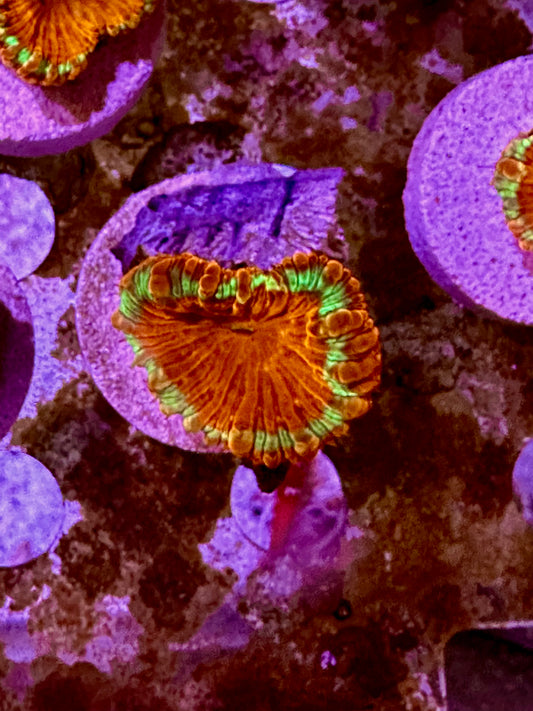 Vibrant Blasto Coral